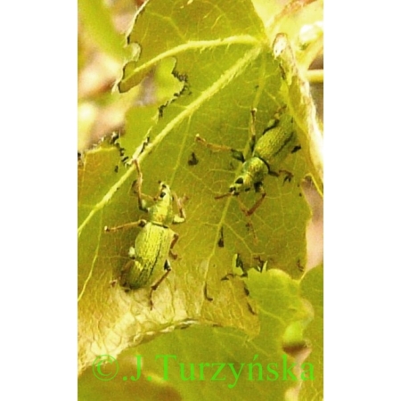 Phyllobius argentatus (Linnaeus, 1758) Naliściak srebrnik